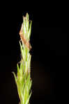 Bome-like sedge